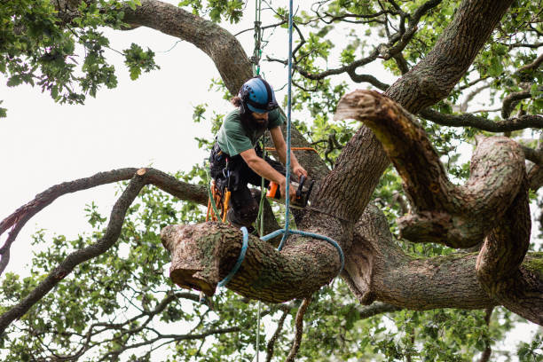 How Our Tree Care Process Works  in  Iola, KS